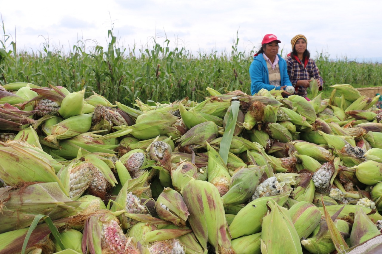 El Huitlacoche mexiquense, por su calidad, gana terreno en la preferencia de los consumidores.