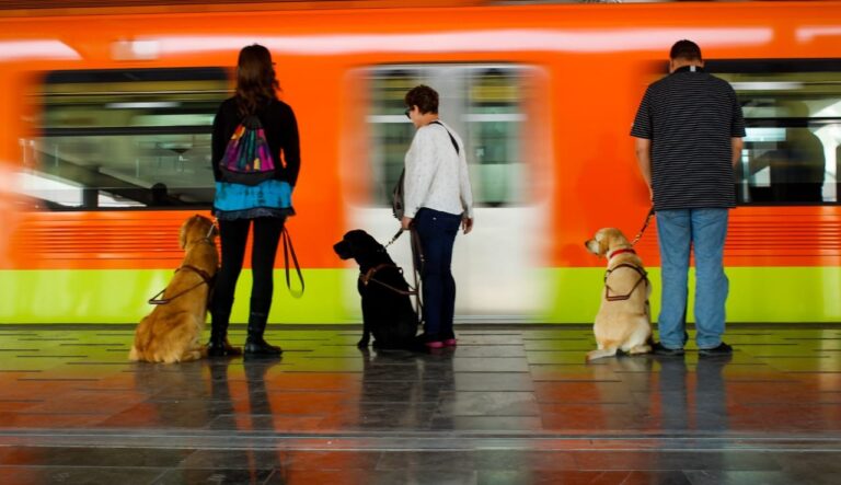 #SOS…Perros Guía para Ciegos solicitan  ayuda de la ciudadanía