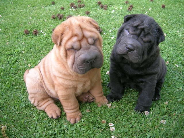 perros-sharpei-portada