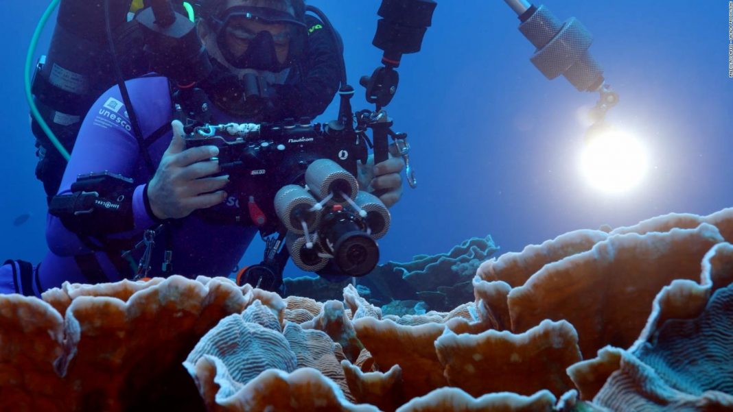 arrecife-de-coral-gigante-1068x601