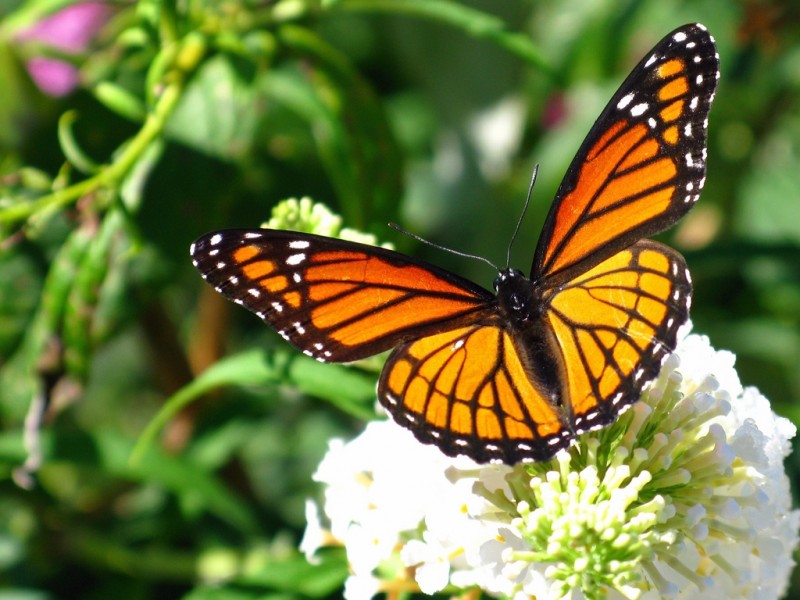 péndulo mariposas-monarcas