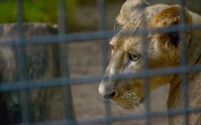 péndulo- rescatan leones “Black Jaguar