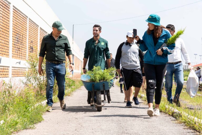 reforestación