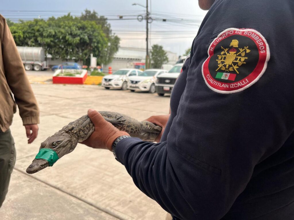 Cocodrilo en Cuautitlán