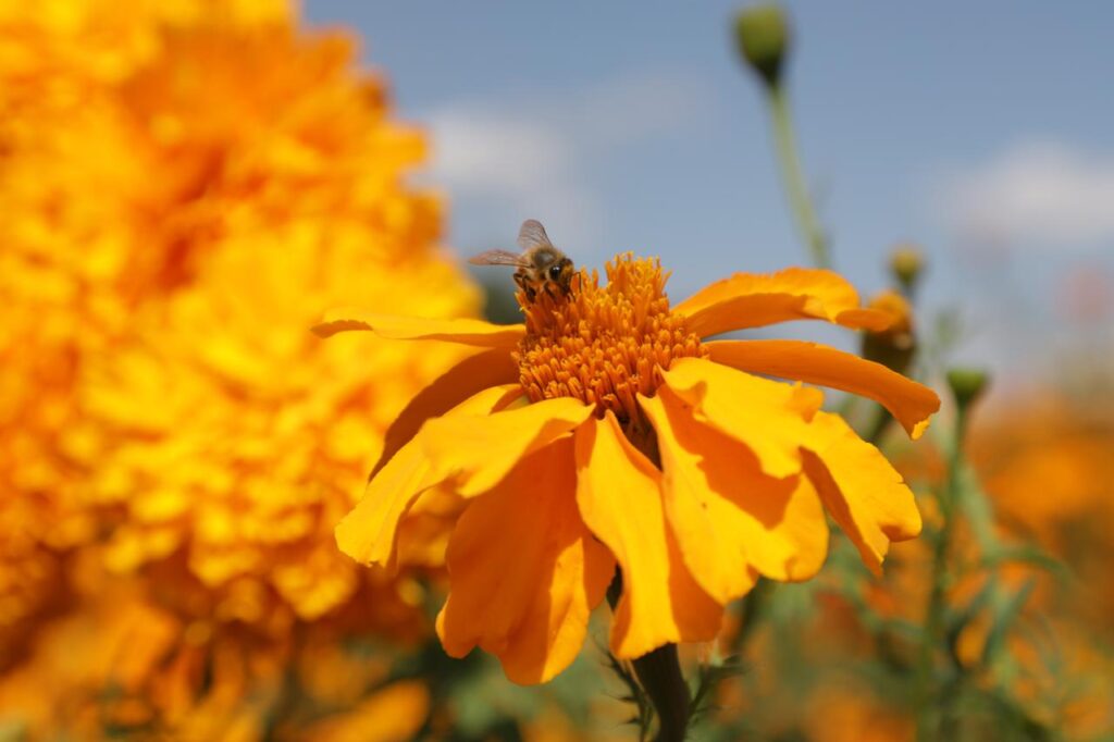 flores de muertos en Tecámac