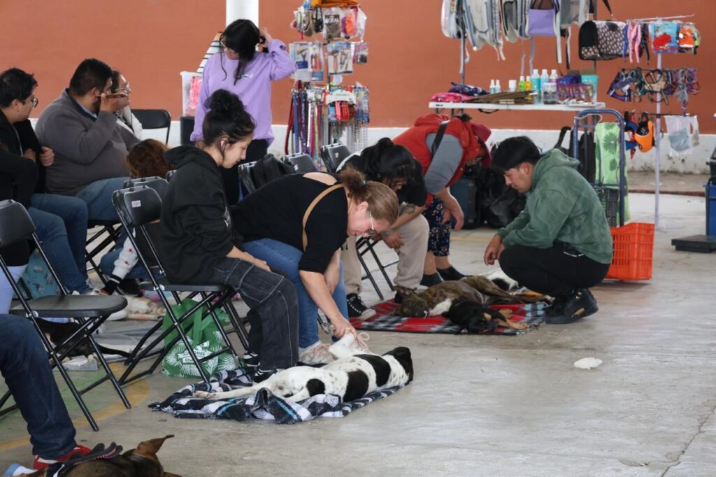 tecámac esterilización de perros y gatos