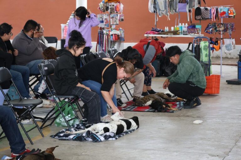 tecámac esterilización de perros y gatos
