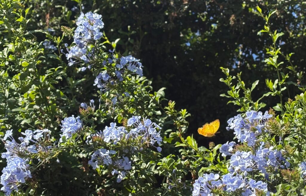 WhatsApp Image 2025-12-26 at 12.47.13 PM