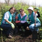 reforestación