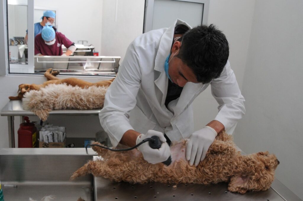 esterilizaciones gratuitas neza