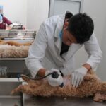 esterilizaciones gratuitas neza