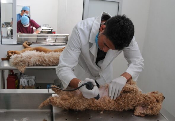esterilizaciones gratuitas neza