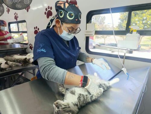 esterilizaciones Tecámac